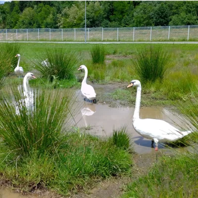 Varovanje mokrišč za našo skupno prihodnost